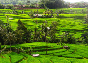 History and culture of Bali