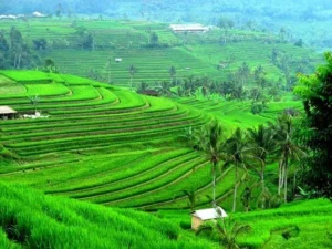 Villages de Bali