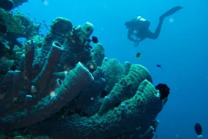 Top-notch diving in Sulawesi