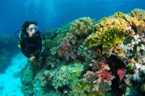 Top-notch diving in Sulawesi
