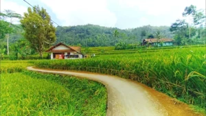 Petualangan Pedesaan di Jawa
