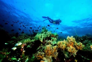 Pesona Bawah laut Sulawesi