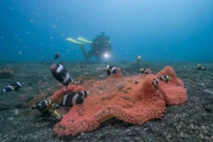 charmes sous-marins de Sulawesi