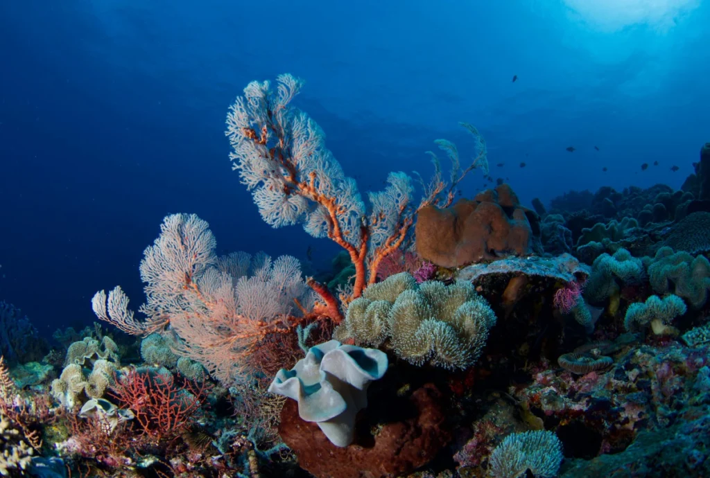 Pesona Bawah laut Sulawesi