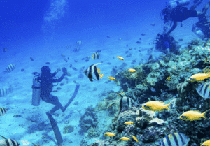 Diving di Komodo