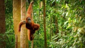 Orang Utan