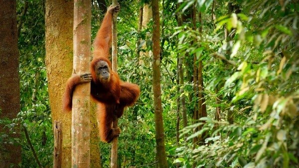 Orang Utan