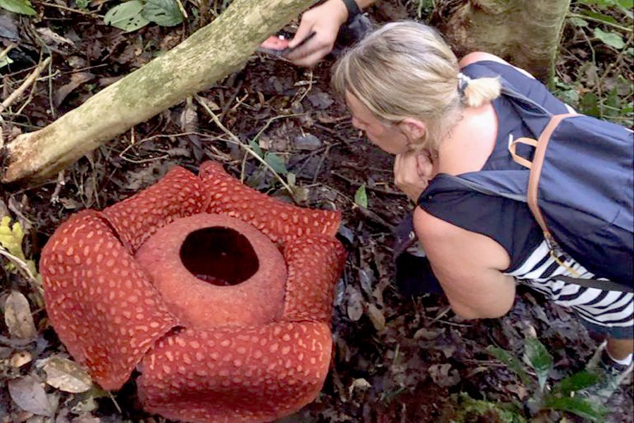 Rafflesia