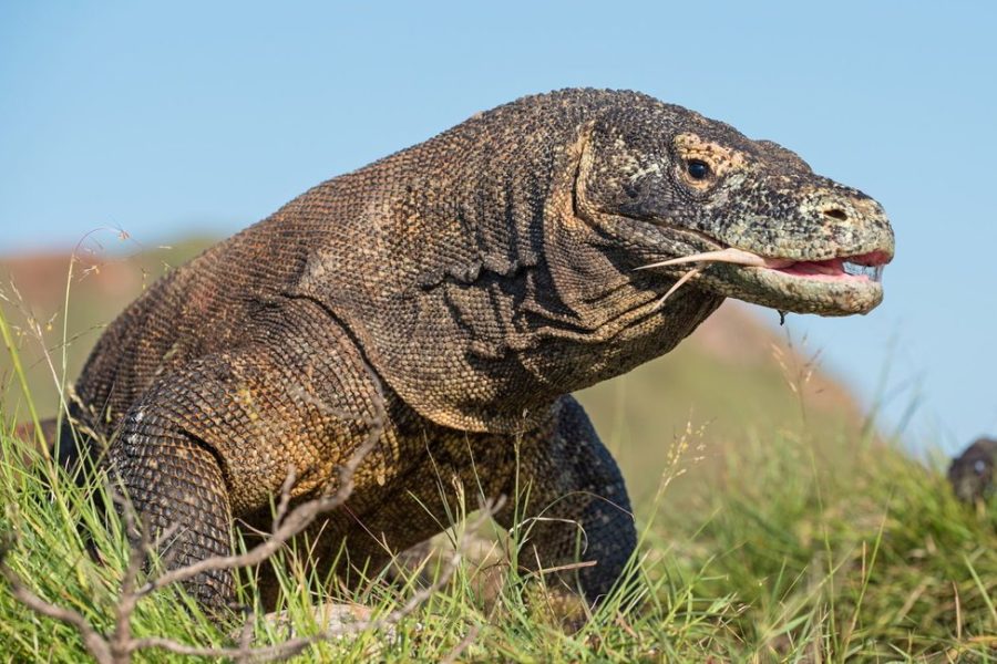 Perjalanan ke Taman Nasional Komodo